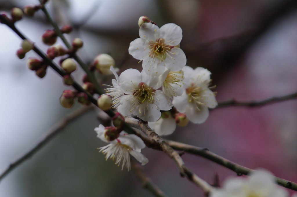 都筑中央公園の梅