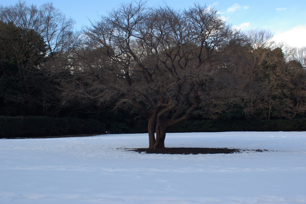 東高根森林公園