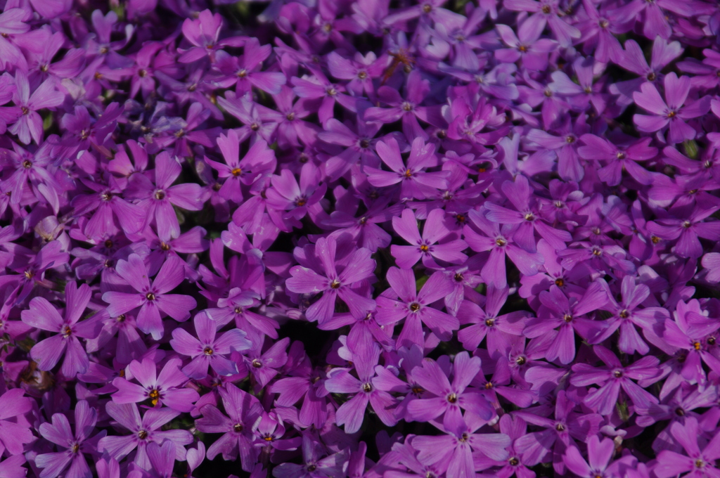 芝桜 其の一