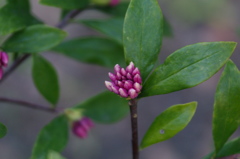 沈丁花の蕾