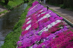 芝桜 其の二