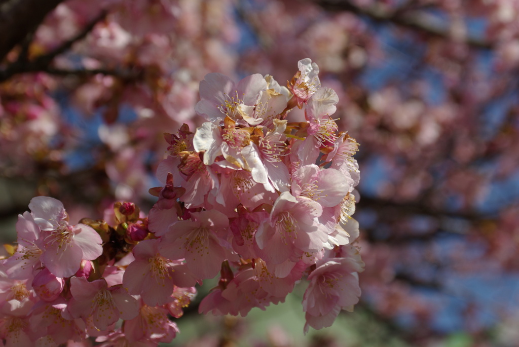 河津桜