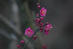 東高根森林公園