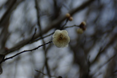 相模原公園