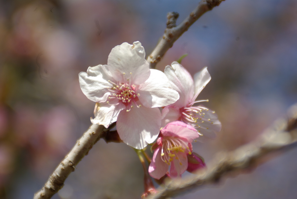 河津桜