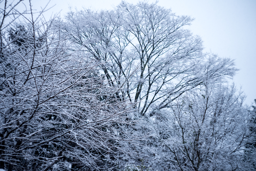 雪道のわきにて③