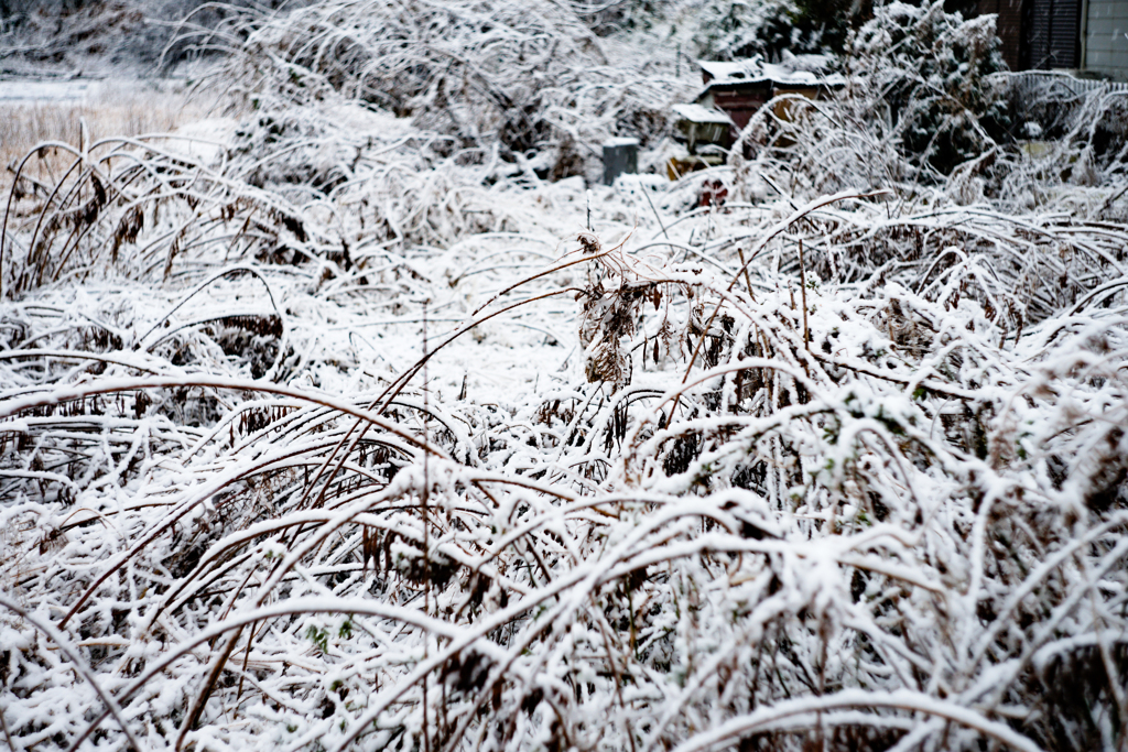 雪道のわきにて①