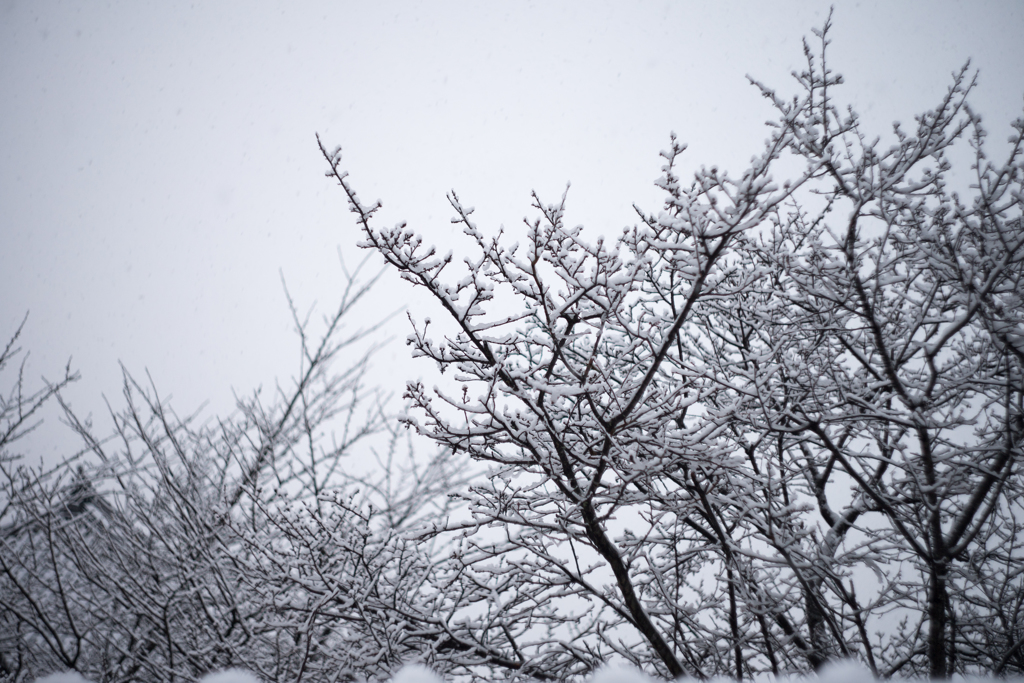 雪道のわきにて②