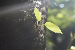 おやつの時間