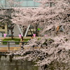 飲み込む桜