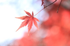 秋風吹く日