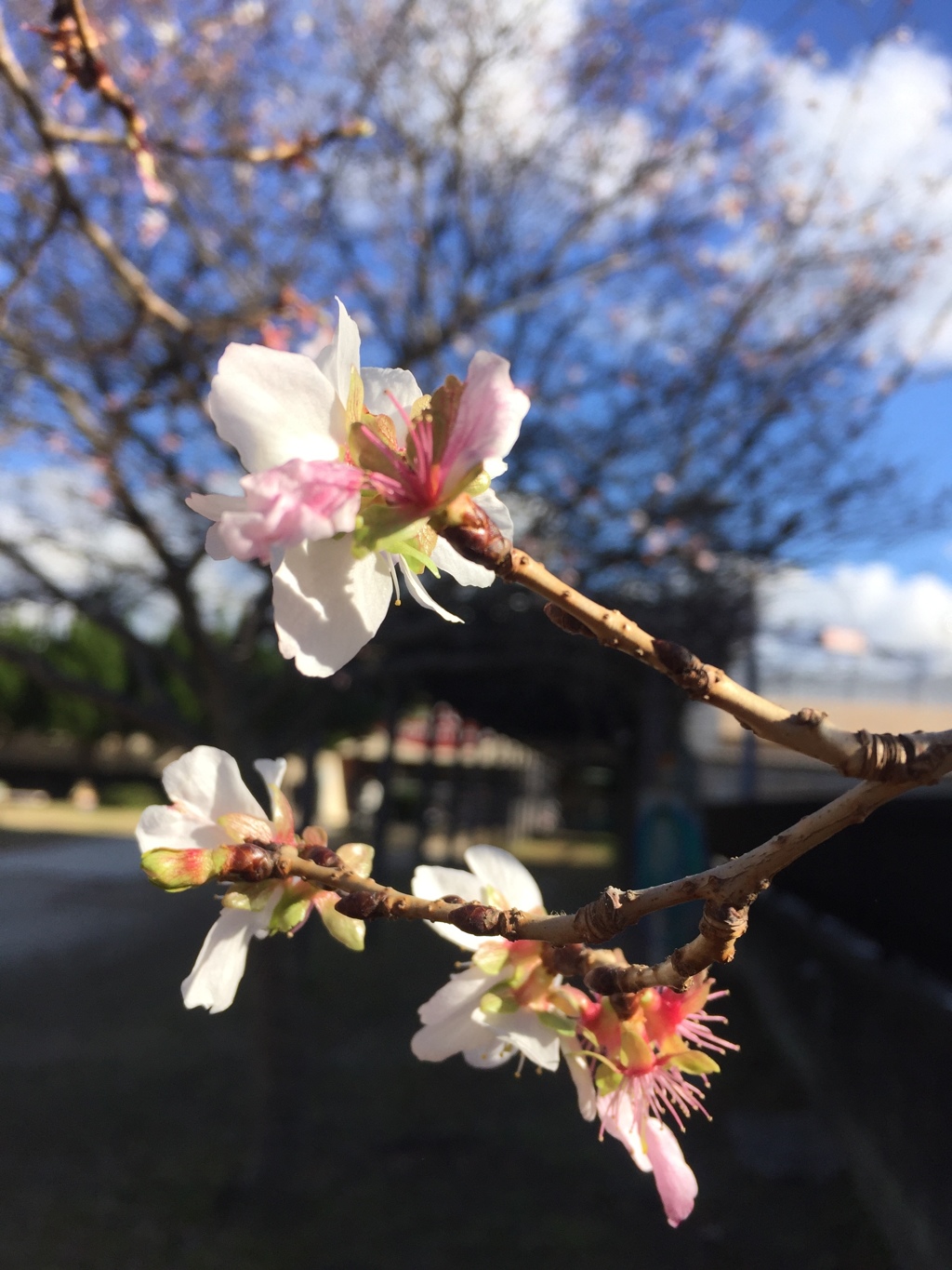冬のサクラ