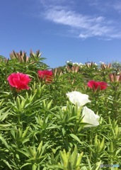 潮風薫る丘の上