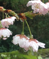 桜の雫降る降る