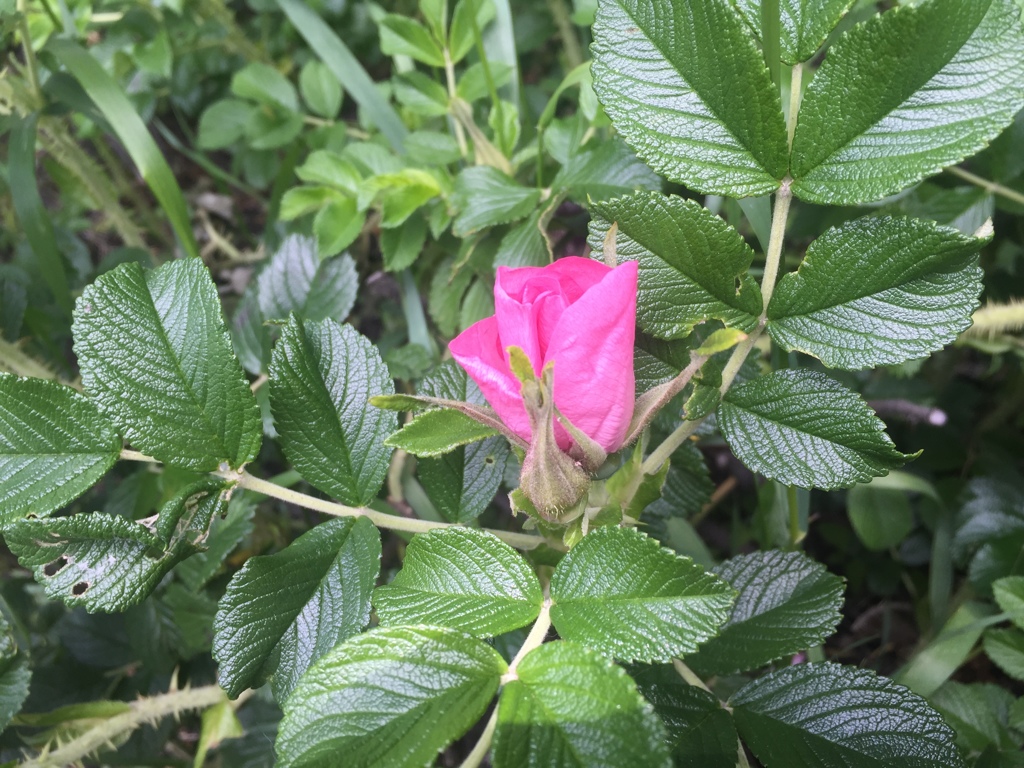 旅路に花を