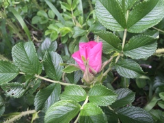 旅路に花を