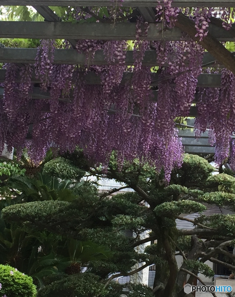 黒松に藤の花