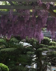 黒松に藤の花
