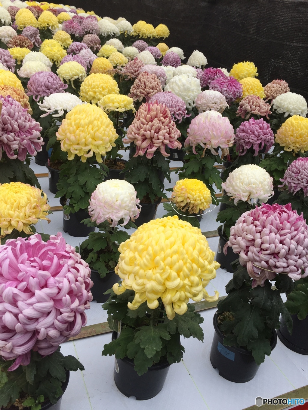1年の最後に咲く花