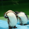 シンクロナイズド　その２