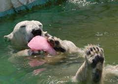 ホッキョクグマ　東山動物園にて