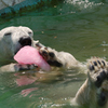 ホッキョクグマ　東山動物園にて