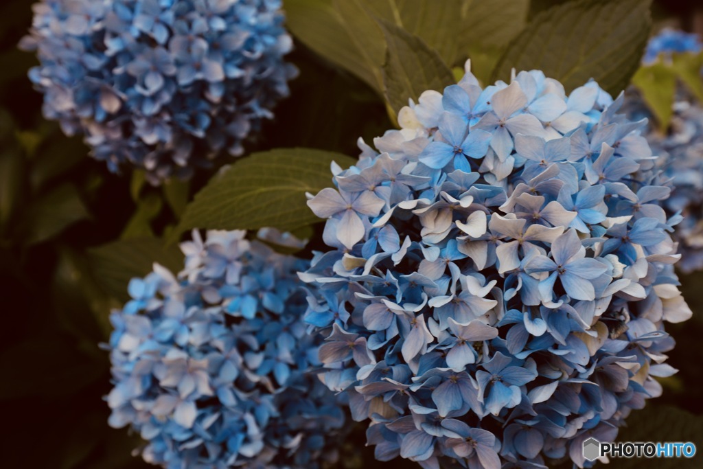紫陽花