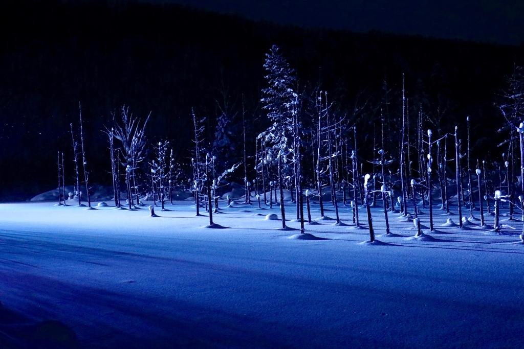 静かな夜の池