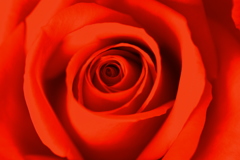 薔薇