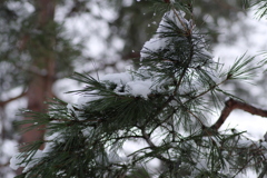 松と雪