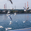 鳥の群れ