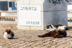 お昼寝タイム