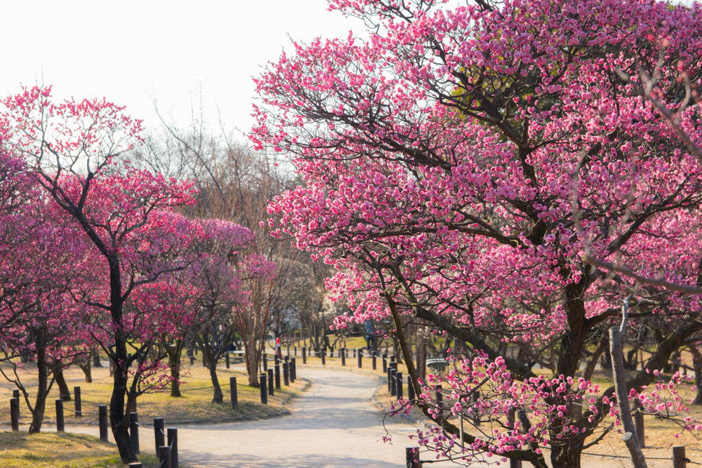 公園と梅の花