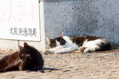 お昼寝