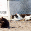 お昼寝