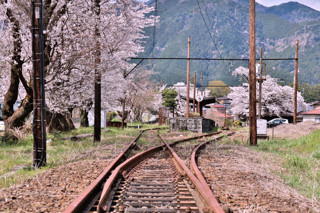 拝啓 清明の候 桜27