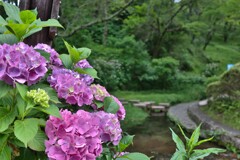 拝啓 芒種の候 紫陽花2