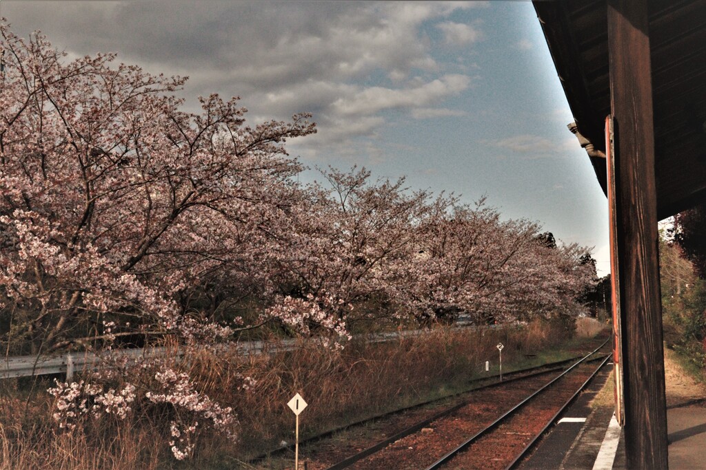 桜日和6