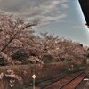 桜日和6