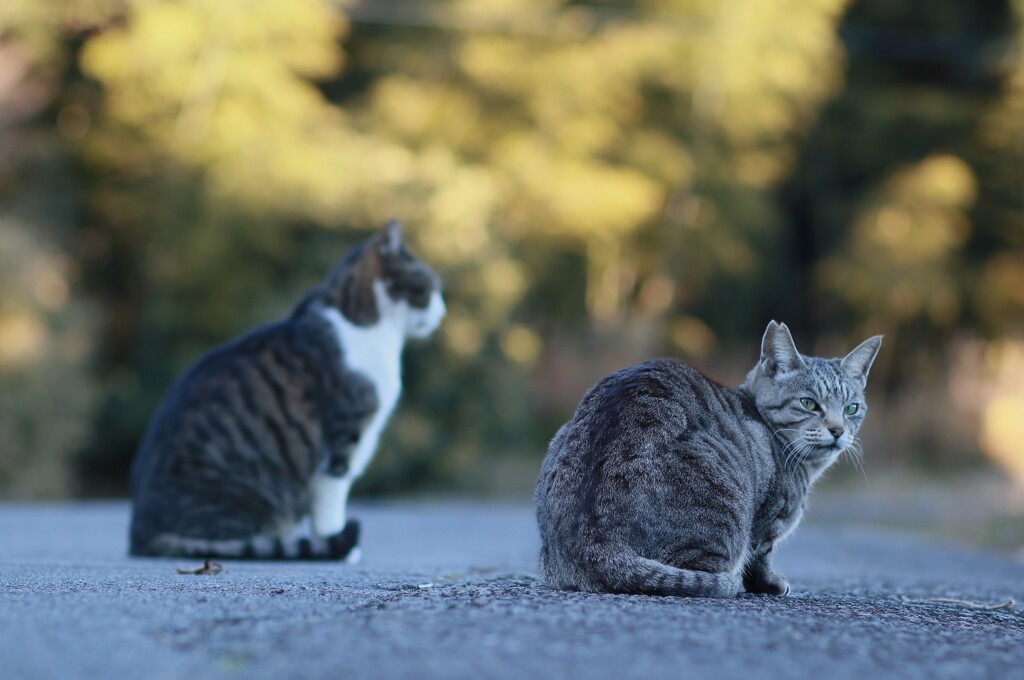 街猫物語 小寒4