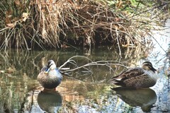 拝啓 小雪の候 浜松城公園2