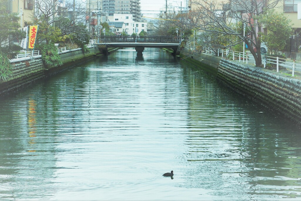 川の流れに身を任せ