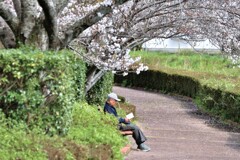 拝啓 清明の候 桜9