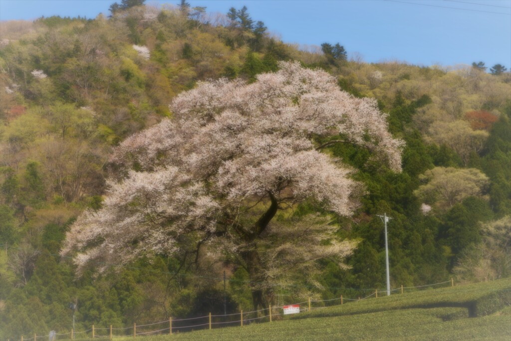 みずめ桜