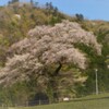 みずめ桜