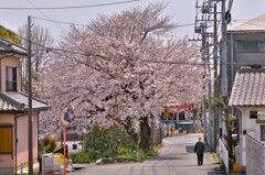 拝啓 清明の候 富士宮9