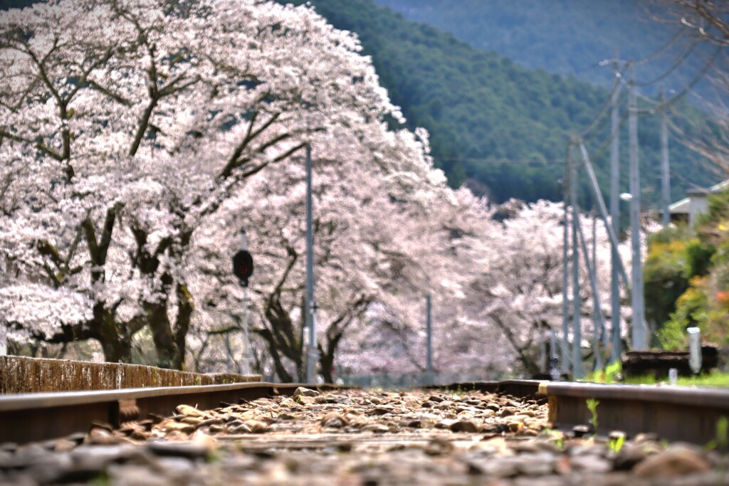 拝啓 清明の候 桜22