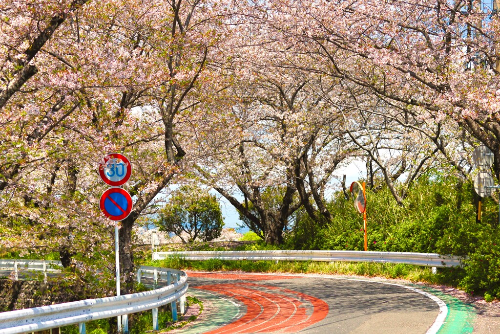 拝啓 清明の候 桜22