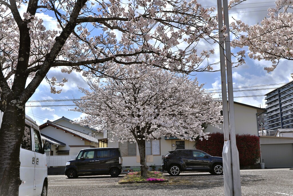 拝啓 清明の候 桜5