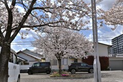 拝啓 清明の候 桜5